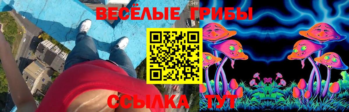 Псилоцибиновые грибы Psilocybe Горячий Ключ